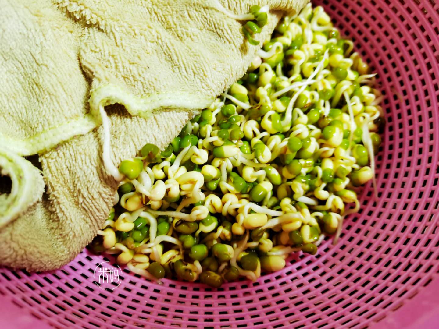 才知道生黄豆芽还能这么简单,发豆芽过程及观察记录