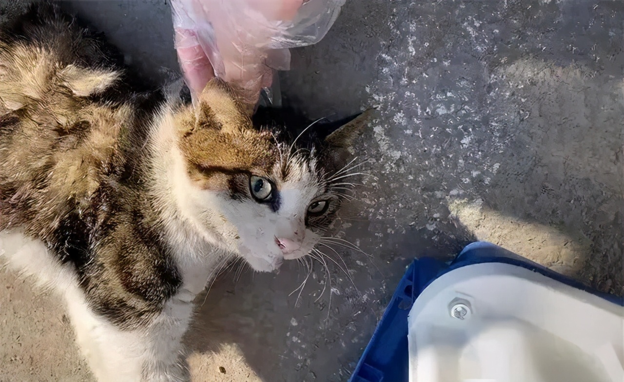 狸花猫被撞了,狸花猫受重伤