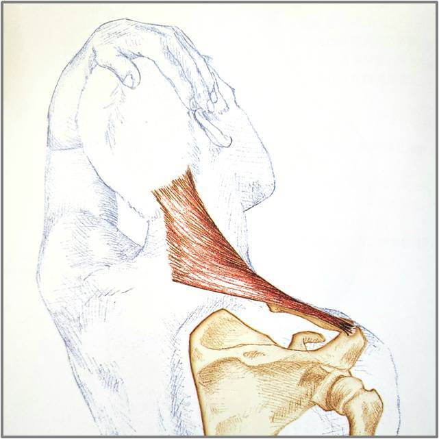 颈部的锻炼方法脖子酸胀,颈部舒缓拉伸动作