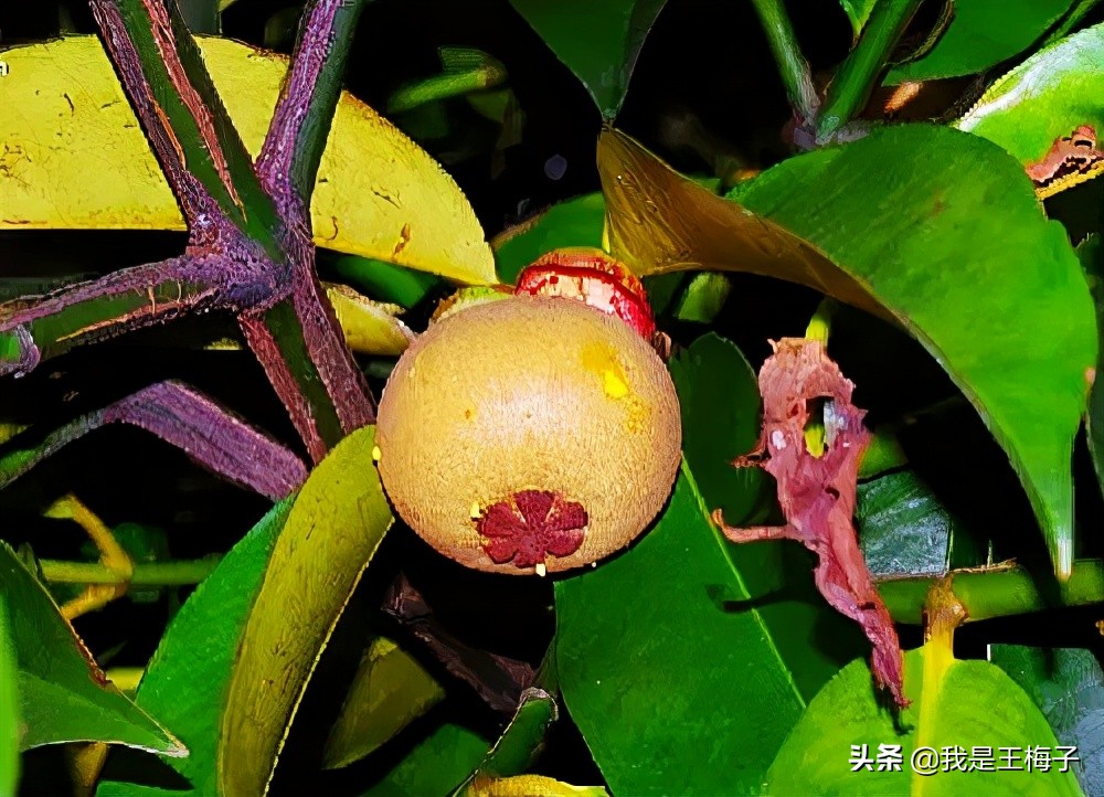 山竹一棵能结果吗,山竹一棵树产量大为什么这么贵