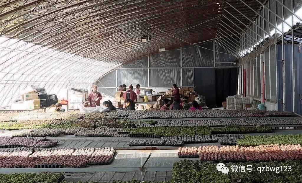 河北曲周多肉植物批发,曲周县西木多肉科技