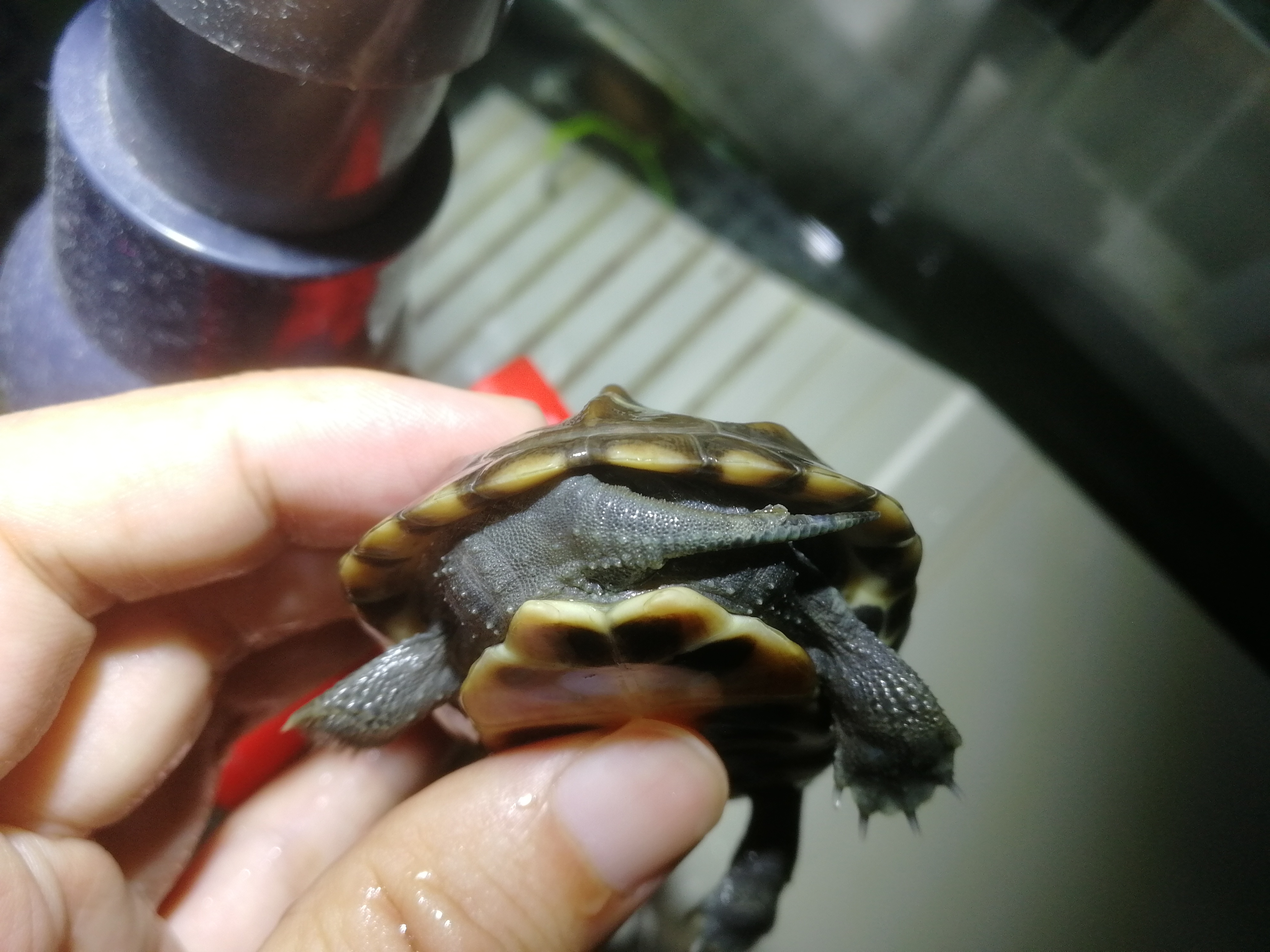 如何治疗小草龟腐皮,小草龟腐皮越来越严重怎么办