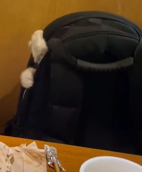 餐厅吃饭发现对面书包伸出“毛手”乱挥，网友被萌翻：好可爱