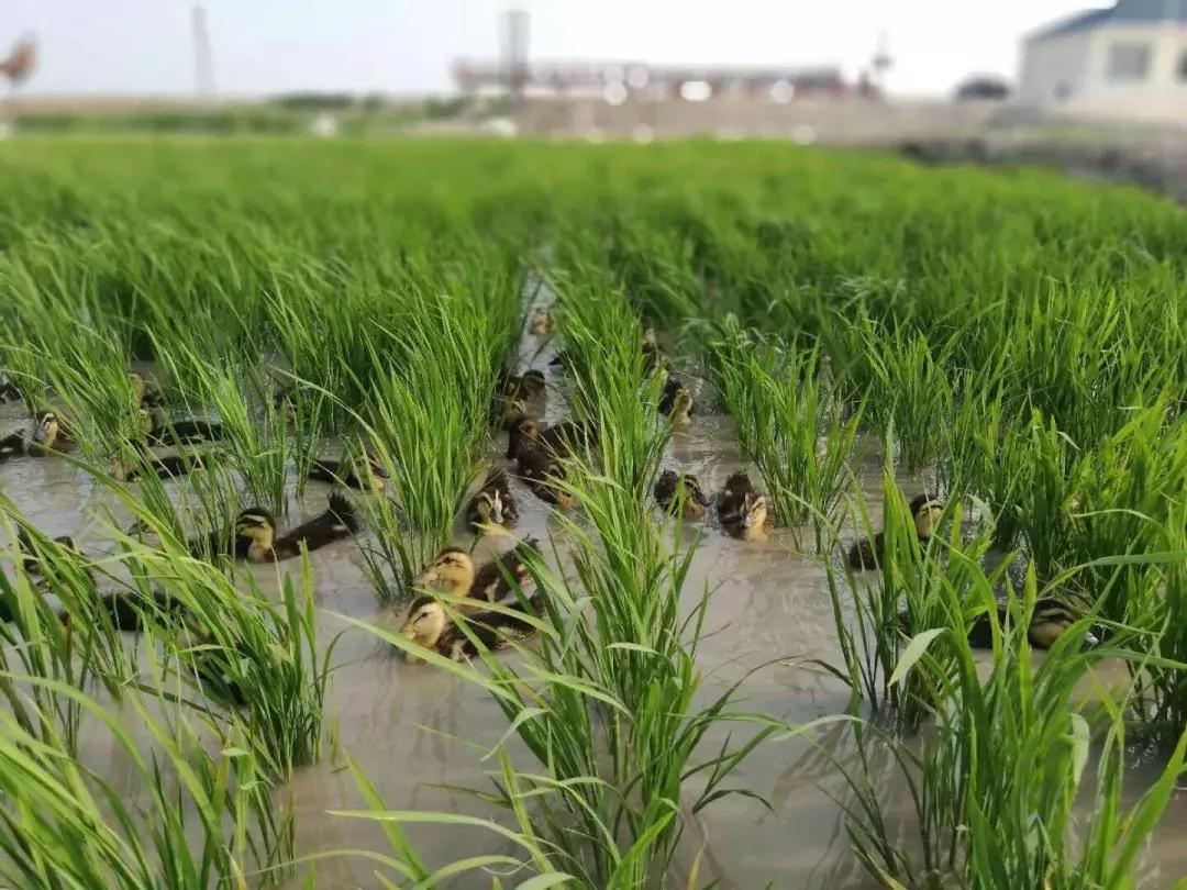 大农业、大食品、大格局、大品牌！河北新农业产业新星涌现