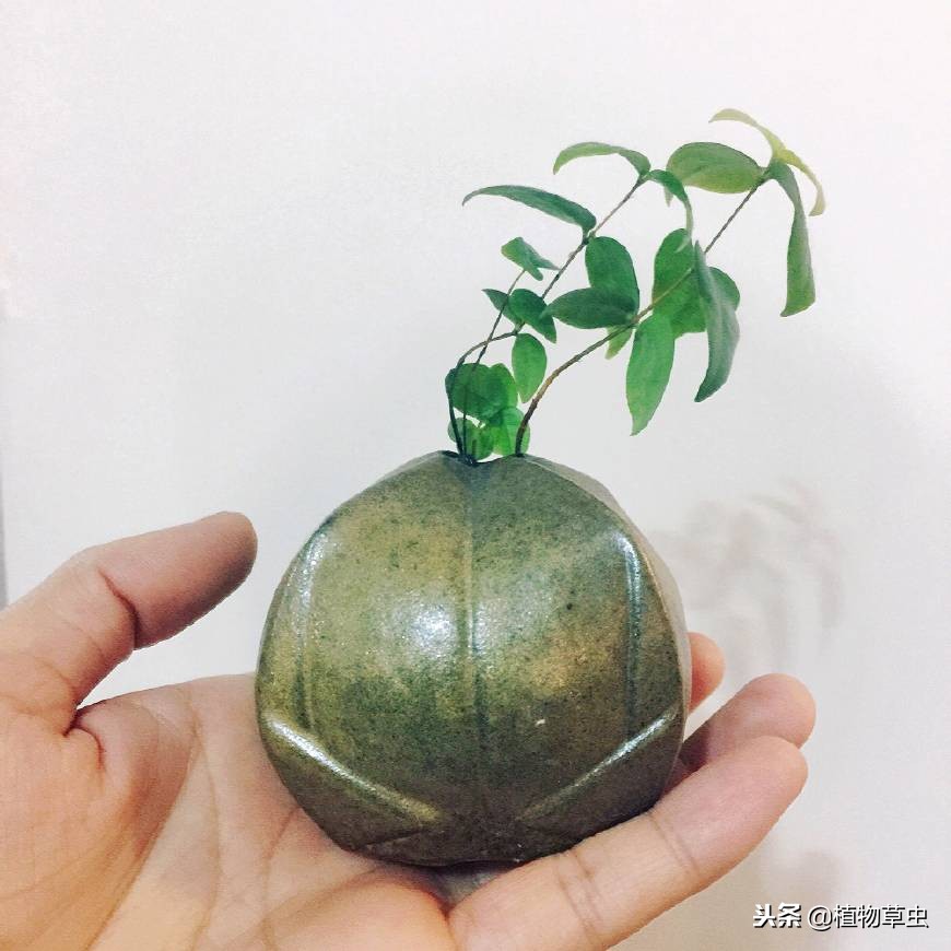 水养植物液体营养液,最厉害的养花营养液是什么