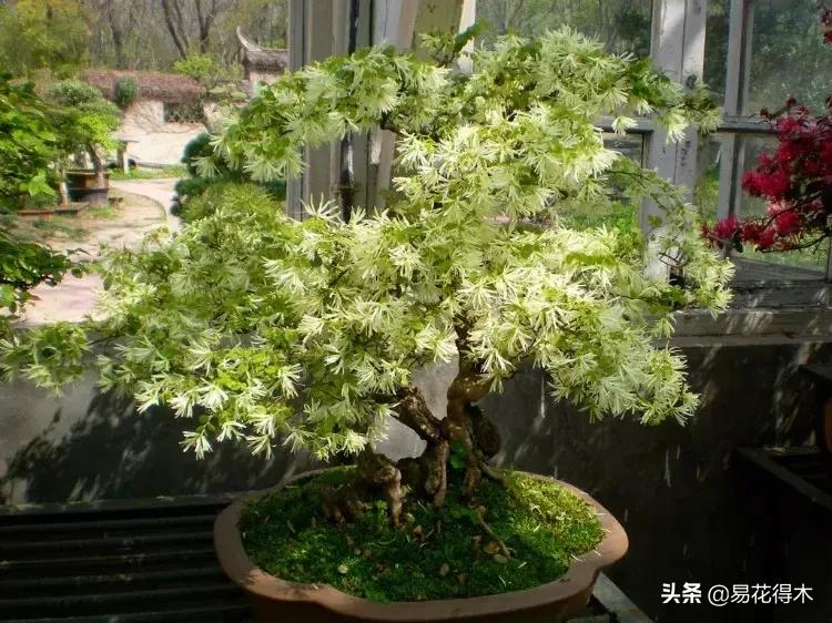 白檵木盆景图片欣赏,异形白花檵木盆景