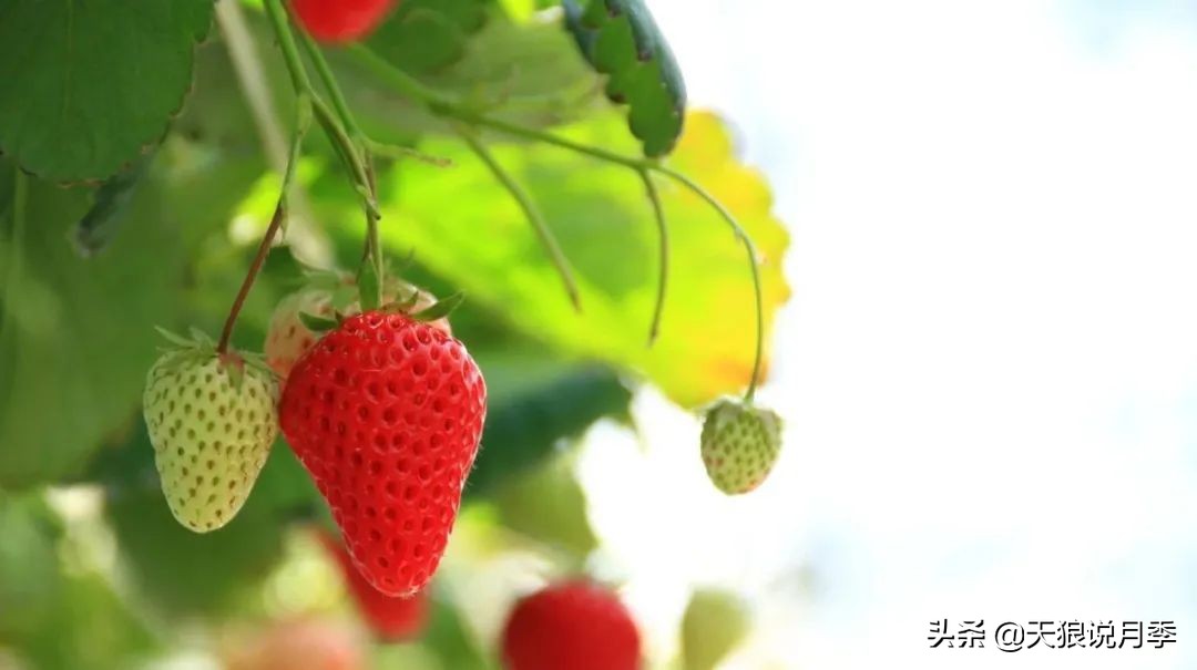 草莓防寒的方法,草莓熟了怎么保护