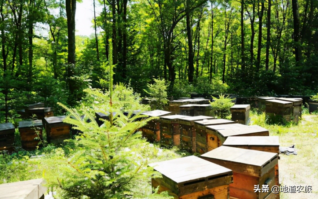 白山椴树蜜特产,白山市椴树蜜