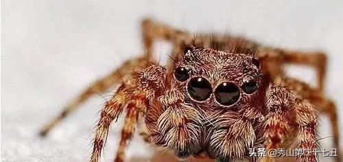 12种最适合懒人养的宠物便宜,什么宠物好养又干净又便宜又聪明