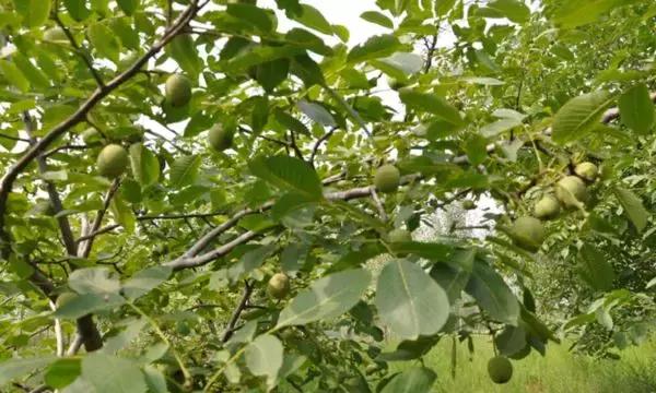 河南平顶山好吃的美食有哪些,河南知名农产品