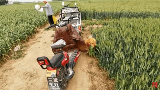 大金毛帮村*运民**蒜苔，结果全叼进了自家地里……