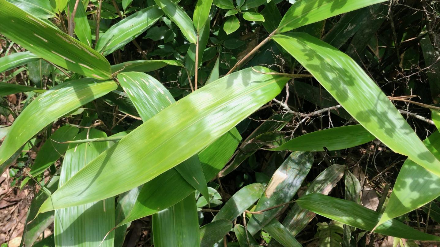 包粽子需要什么名,包粽子还要放什么材料吗