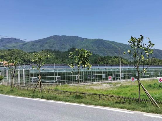 带你江西奉新看菜去，去了绝对不后悔