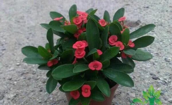 家养虎刺梅，如何养护才好？正确方法在这里。