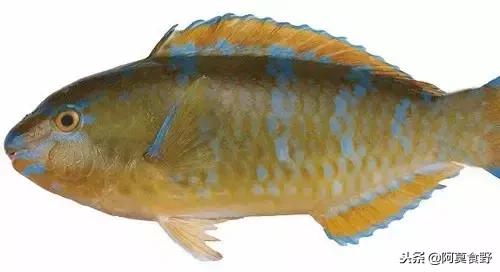 便宜常见海鲜鱼有哪些,各种名贵鱼的种类