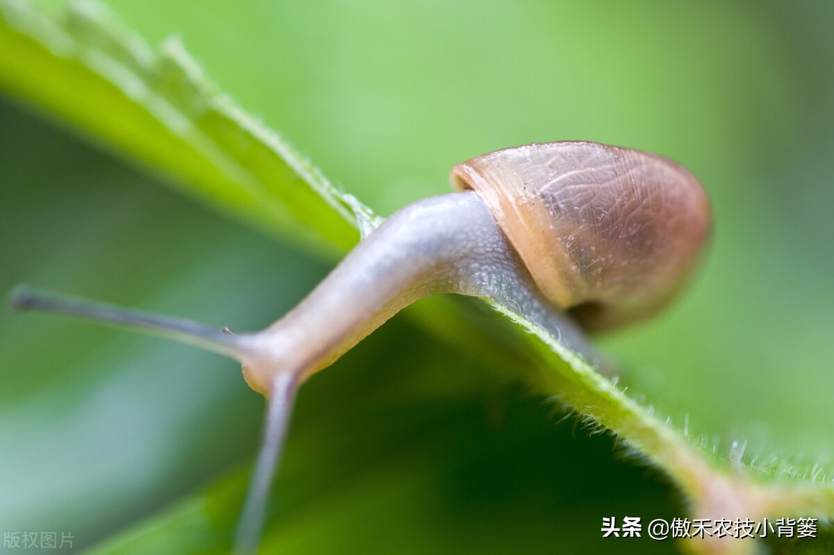 种植蔬菜蜗牛很多怎么办,蔬菜上的蜗牛用什么方法治