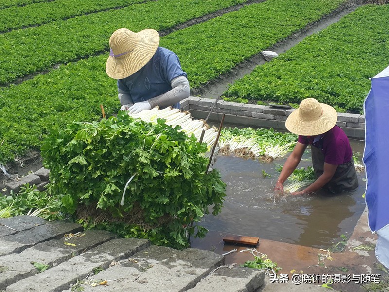 大理龙龛村的秘密,大理龙龛村