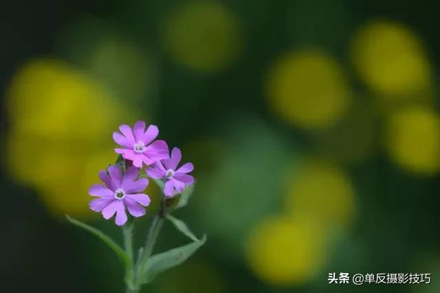 比较好的长焦镜头,关于摄影必须知道的