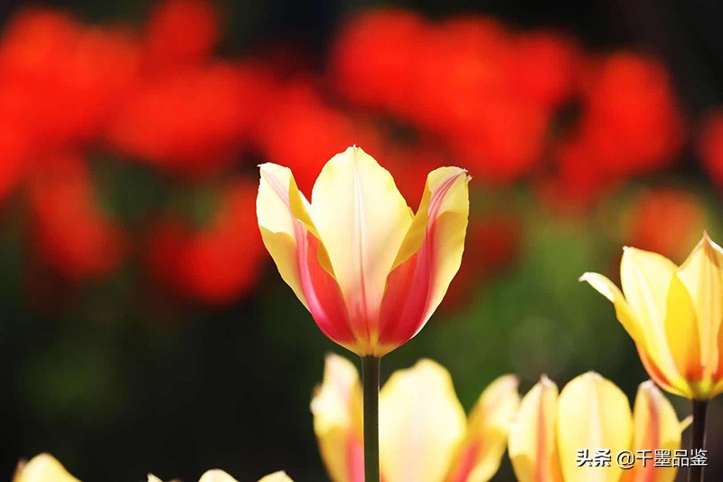 静物摄影作品欣赏郁金香,郁金香的摄影作品欣赏