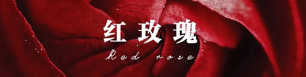 一篇文章带你认识三亚40种花,鲜花图鉴一次性认识30种玫瑰花