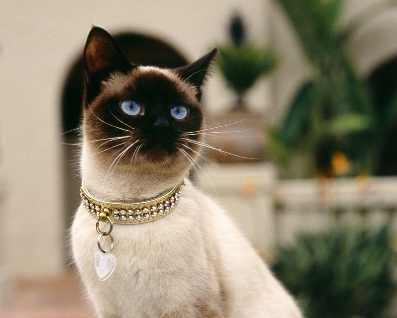 猫有什么品种比较好呢,猫一般都有什么品种