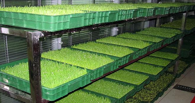 免费学习芽苗菜技术,学习芽苗菜种植