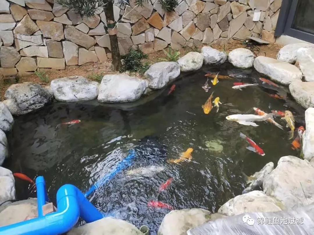 养锦鲤必备的一款鱼池过滤器,锦鲤鱼池过滤器自制方法