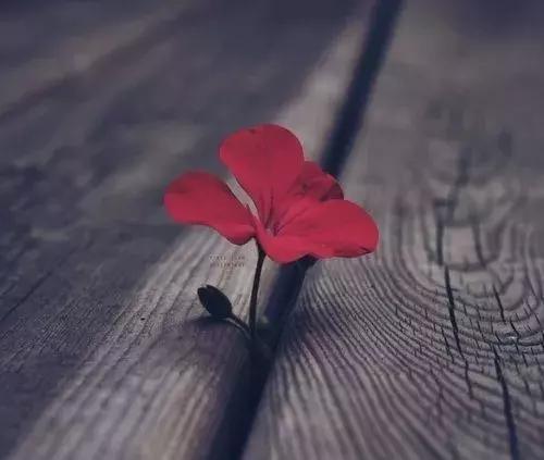 一整天忘记带手机是什么体验,24小时没有手机是什么体验