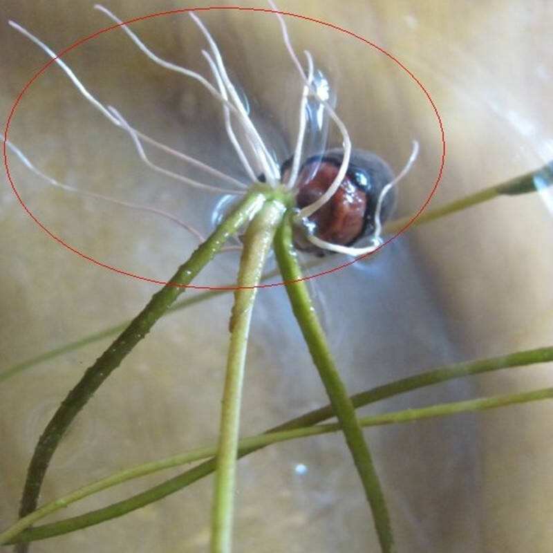 碗莲夏天的养殖方法,碗莲夏天可不可以种