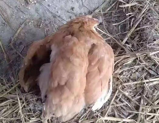 鸡病的防治用什么药,鸡病防治和解决方法