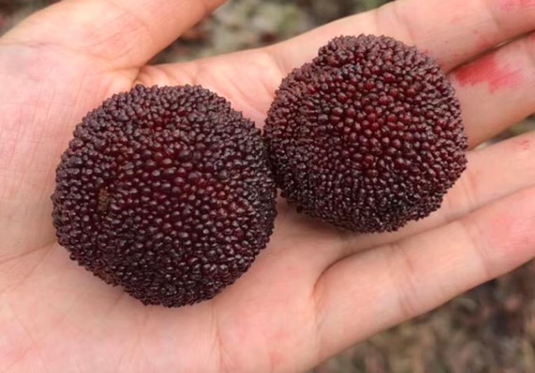 降暑的水果,夏日哪种水果是降暑的必备佳品