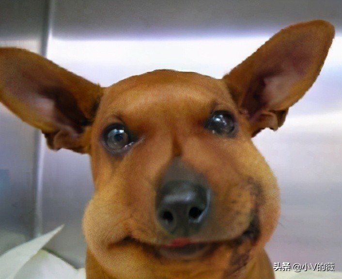 battle吃豆人,battletrip吃芒果是哪一期