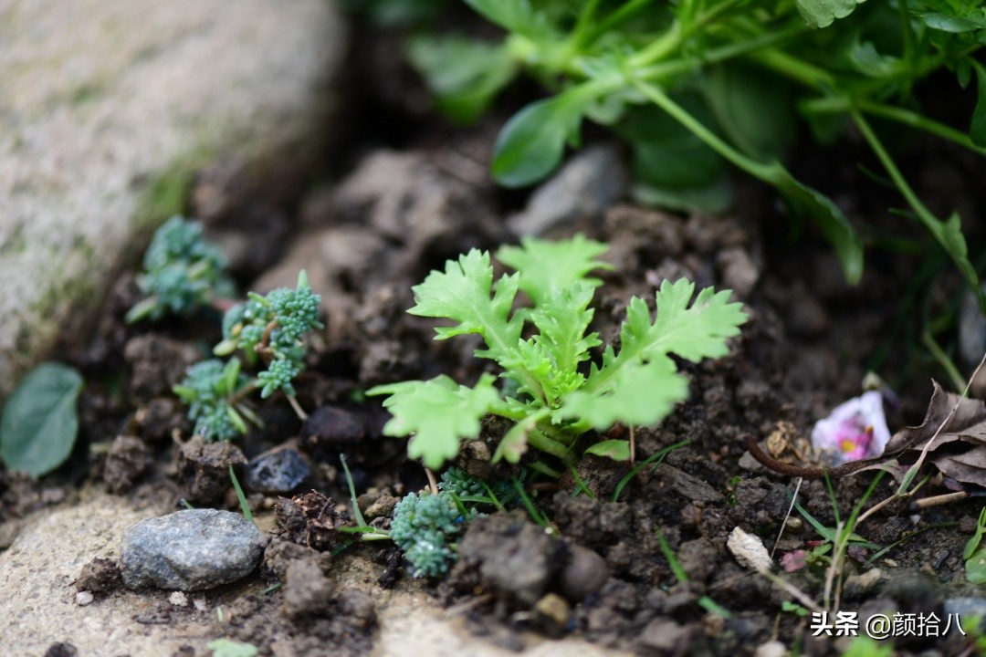 零下9度来袭，花园里的绿色是那么动人|园丁