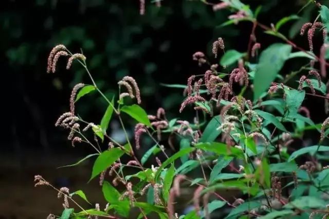 农村常见野花野草,这些野菜农村随处见