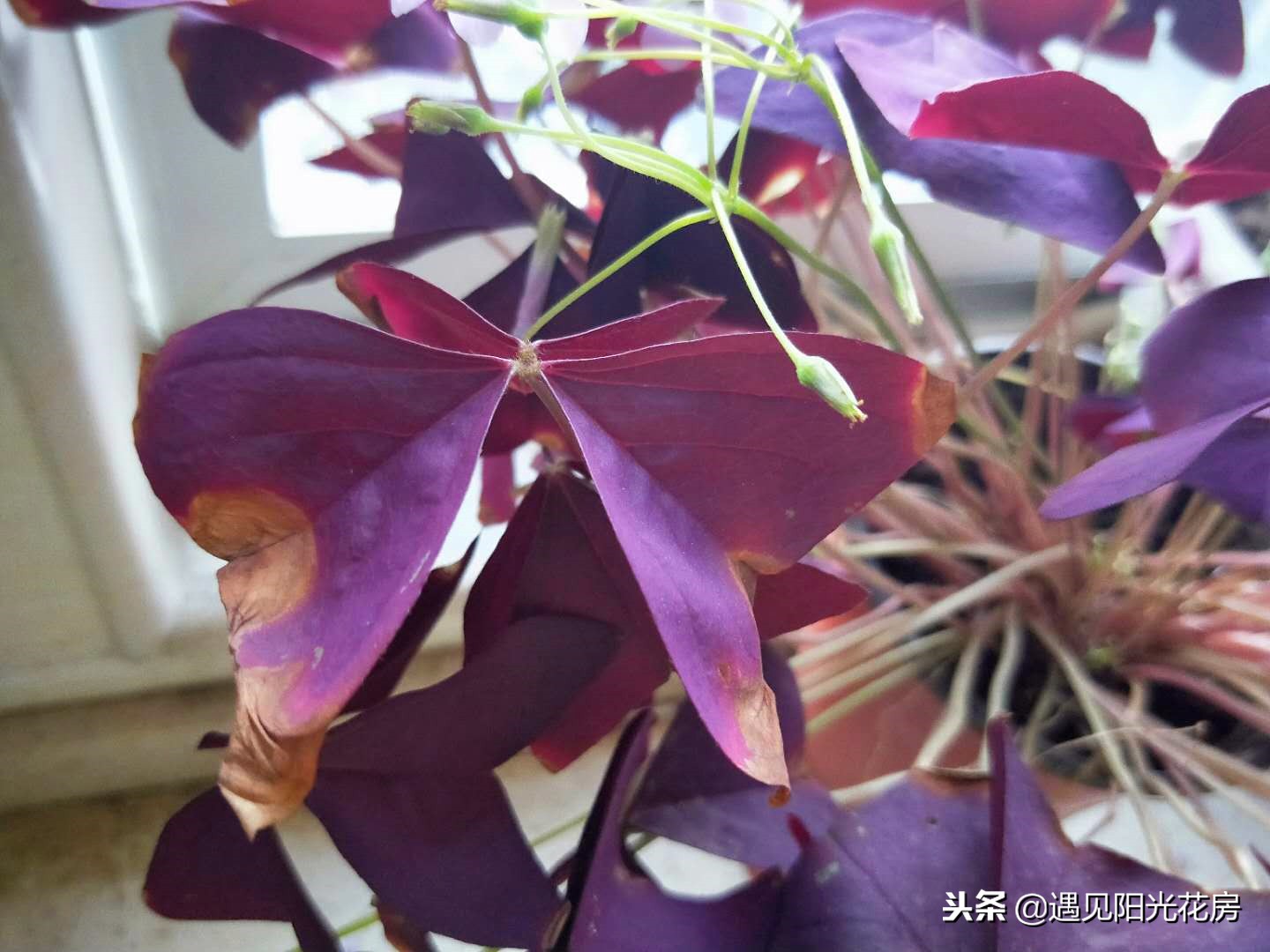 紫叶酢浆草的叶子烂怎么办,紫叶酢浆草的叶子黄边怎么办