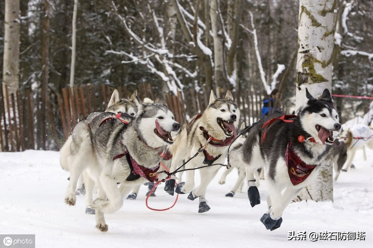 进击的哈士奇：傲立于极地的风之子