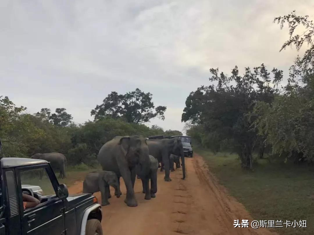 斯里兰卡带孩子游玩,斯里兰卡安缦