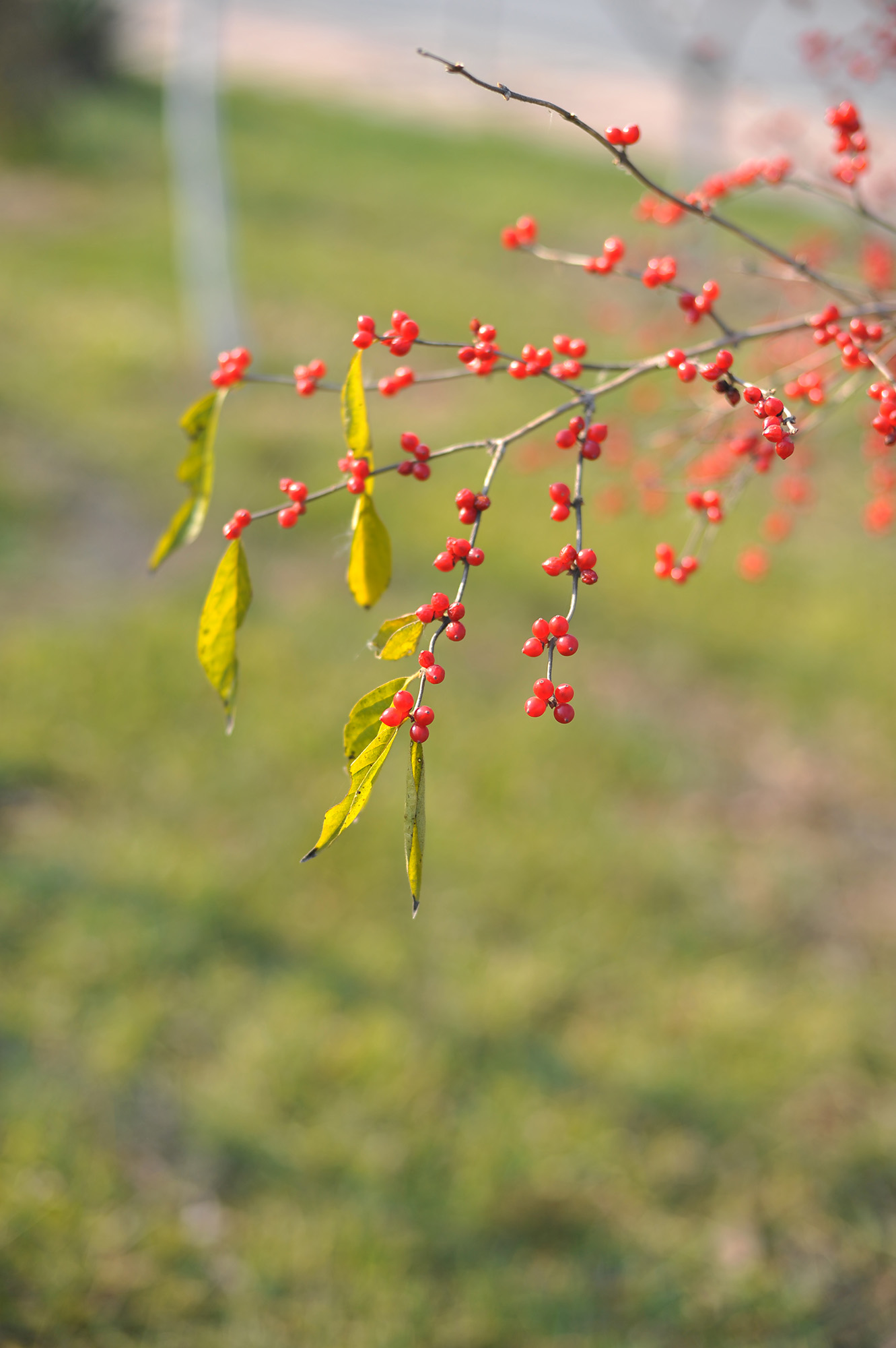 第14篇，尼康相机的标头-2021年元旦快乐