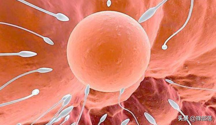 新蜂王产卵效果怎么样,新蜂王产卵会不会多卵