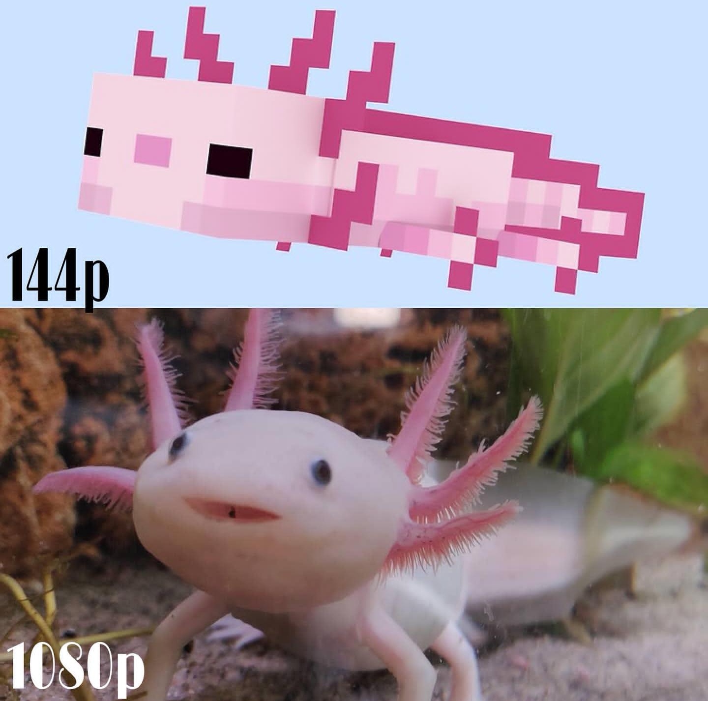 美西螈在我的世界里如何轻松获得,美西螈在我的世界吃什么