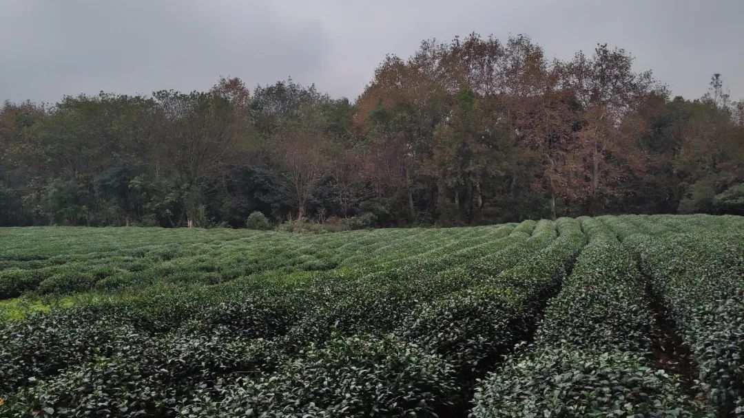 杭州什么地方吃住便宜,杭州吃住攻略