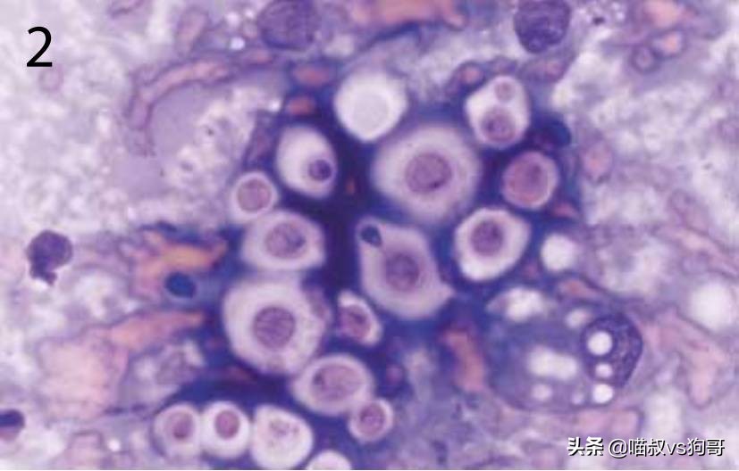 猫咪患上猫鼻支症状,猫咪眼睑炎的6大表现症状