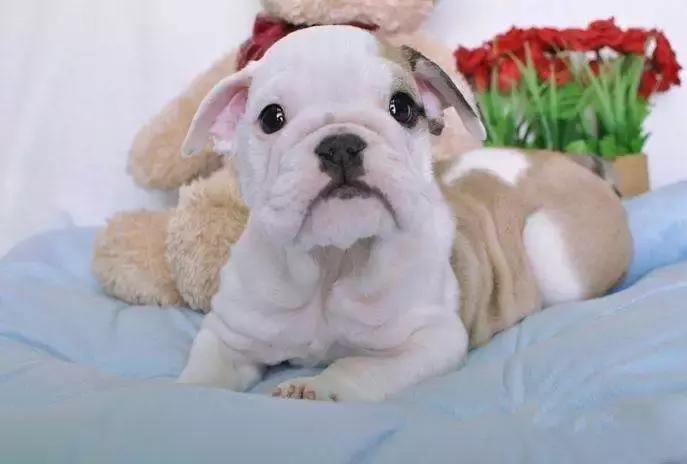 小狗才接回家要注意什么,狗刚接回家注意事项是什么