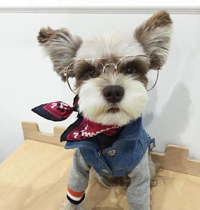 什么狗适合陪孩子长大不掉毛好养,有不会掉毛的狗子