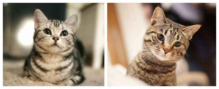 美短虎斑猫咪的品种,美国短毛猫虎斑价格
