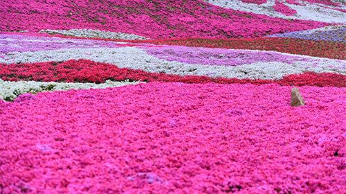 最好看的草花照片,各种草花图