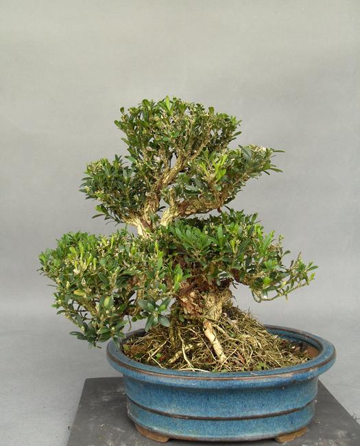 黄杨盆景怎么养5个小知识,详解黄杨盆景养护方法