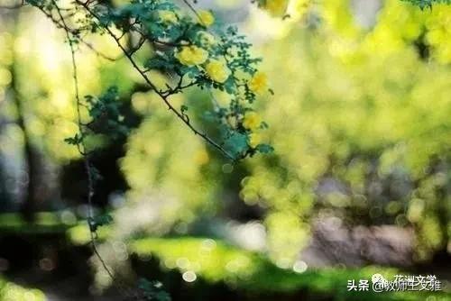 【花洲文学】王金荣|初夏