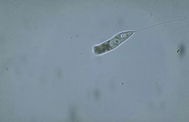 收藏!24种污水处理微生物菌相及指导意义,环保人必看(多图)