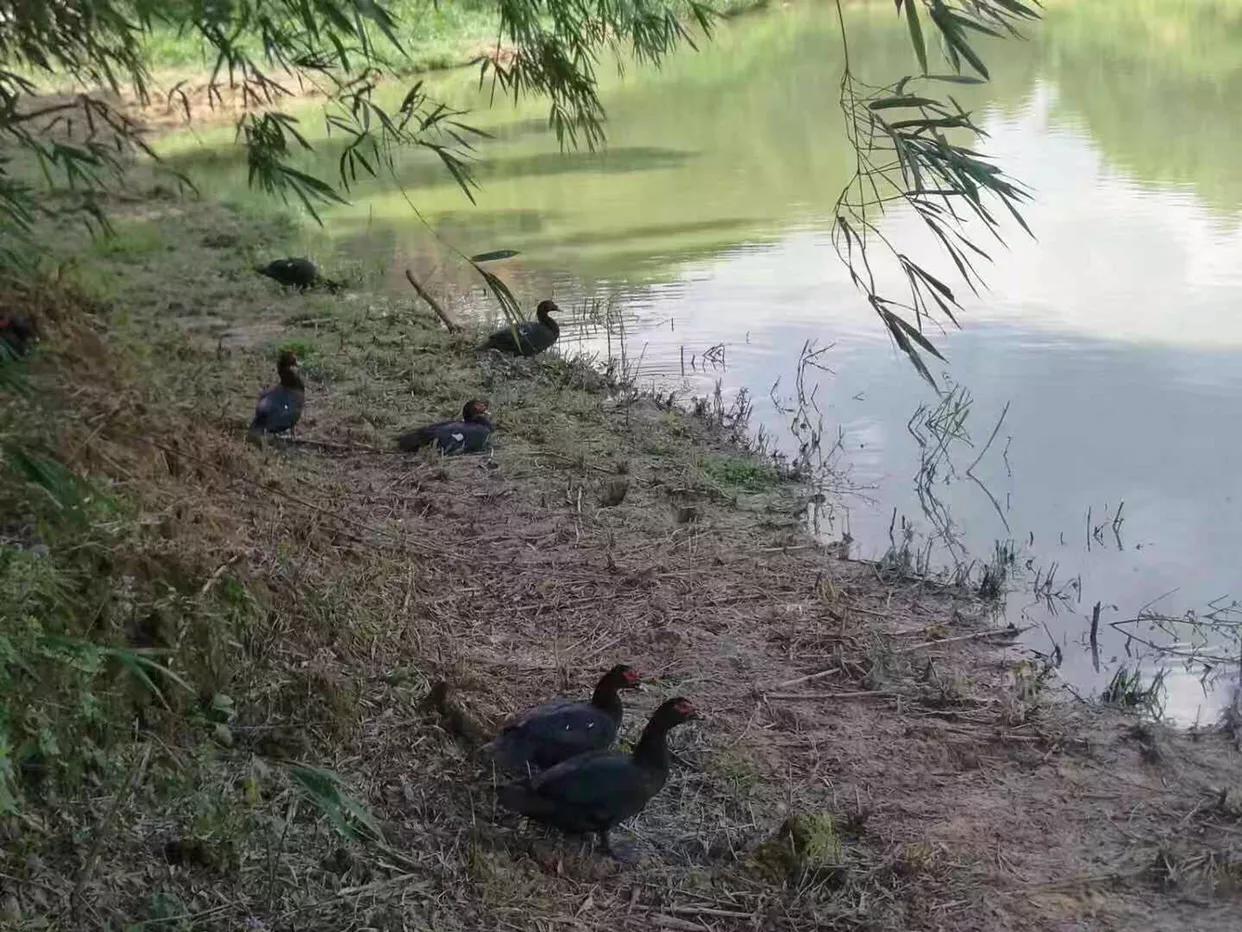 开心部落视频,开心部落平凉